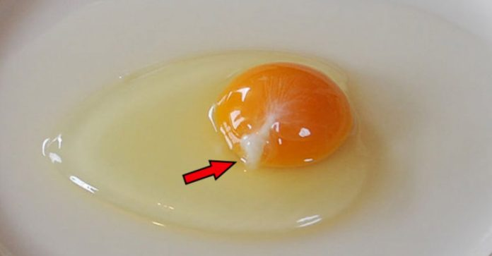 Đập trứng ra bát thấy vệt màu trắng đục dính vào lòng đỏ, nên ăn tiếp hay bỏ đi?