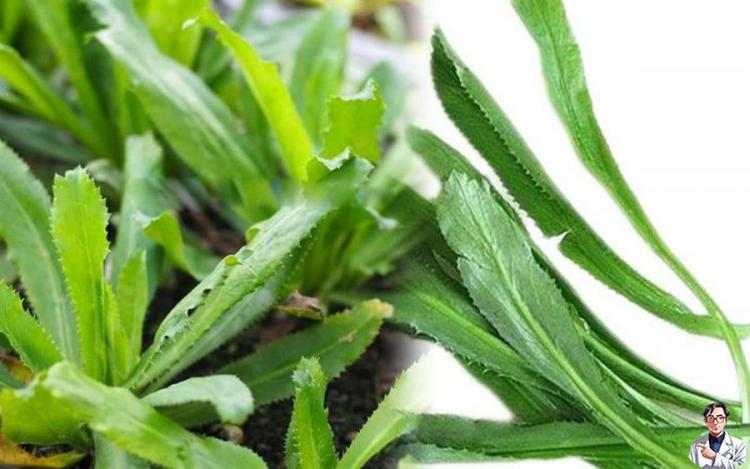 Trồng cây rau mùi tàu trong vườn, chẳng khác gì có ‘một tủ th:uốc an toàn cho cả gia đình’